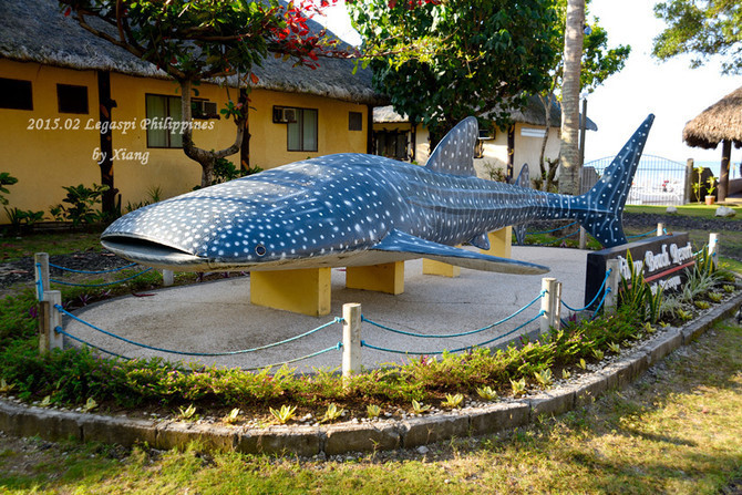 维顿海滩度假村里也有一座鲸鲨模型