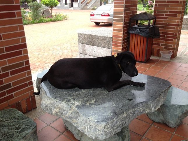 民宿养的大狗，据工作人员介绍它原来是流浪狗，后来一直在门外面不肯走，就收留它了。它虽然体格很大，但是很温顺乖巧，从来不叫，也不凶，大部分时间躺在地上和这张桌子上乘凉。
