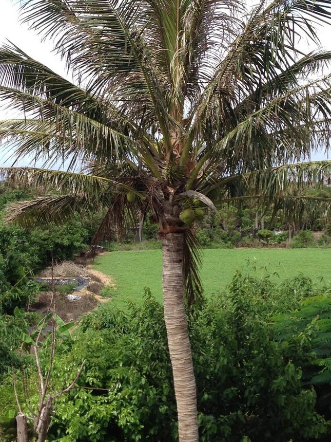 还有椰子树