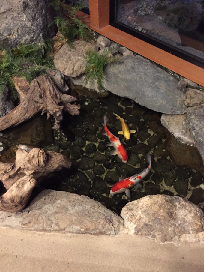 酒店门口水池里的鲤鱼