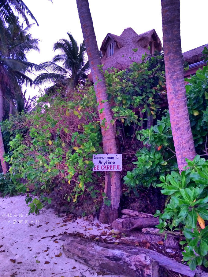 酒店的温馨提示，在菲律宾真的要小心这个，椰子树当地种植范围非常的广泛。