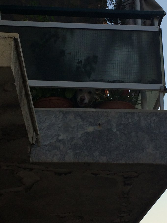 隔壁楼上的狗狗哀怨地看着我们在阳台吃东西。 