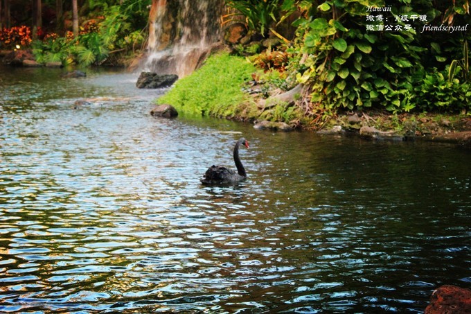 酒店的小花园，水池里还有骄傲的黑天鹅和火烈鸟