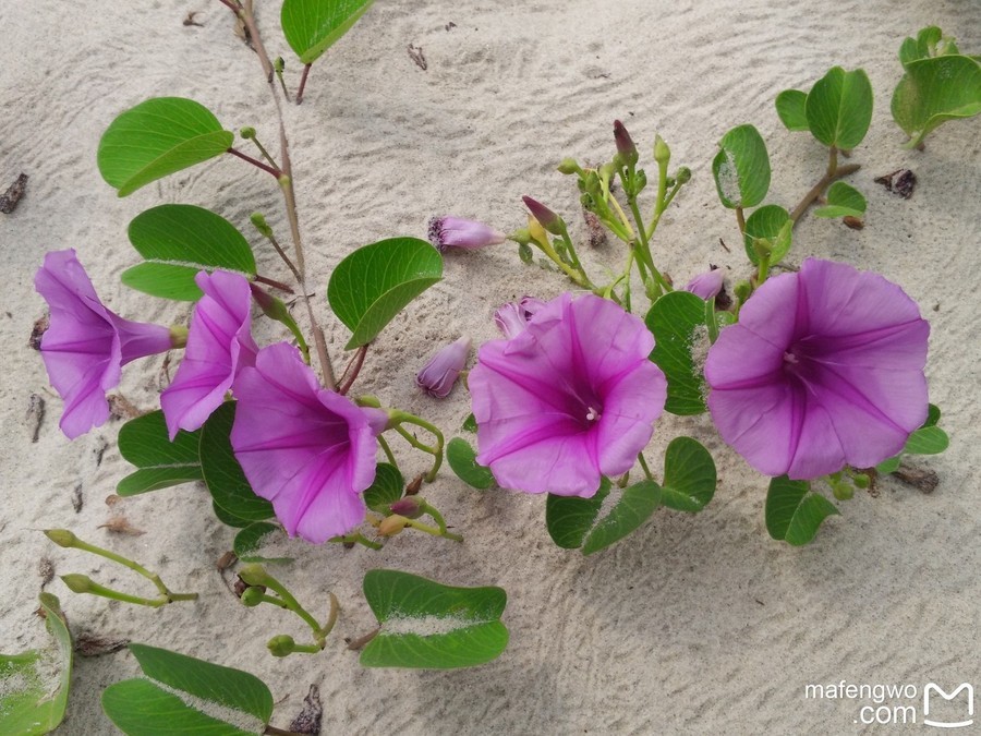 沙滩上的花，好神奇，沙滩上爬藤的，跟喇叭花很像