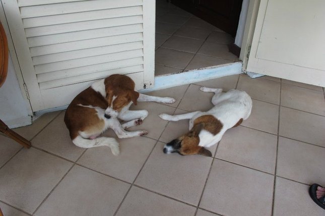 两只不速之狗趁门开着，直接进到我们的房间，趴在地上，讨吃的，屋里没吃的，怎么赶都赶不出来，最后是保持着趴地姿势被我们推出来的。